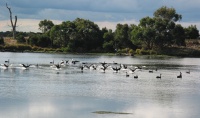 Black swans arriving