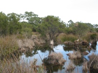 Central wetland