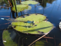 Dragon fly on water lily