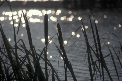Reeds  on Backwell Lake, North Somerset