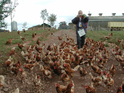 mobbed by hens