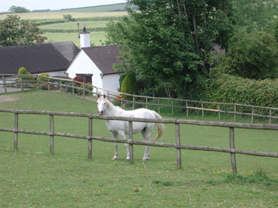 horse at Knowstone