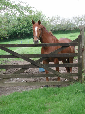 horse near Higher Haye Farm
